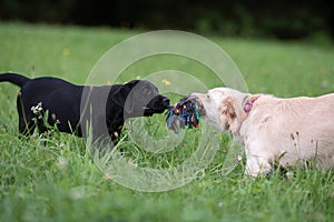 Two puppies tugging for a toy photo