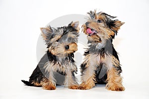 Two puppies Yorkshire terrier