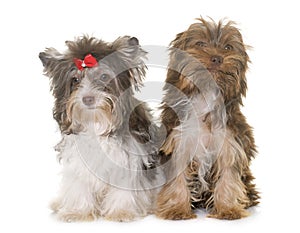 Two puppies yorkshire terrier