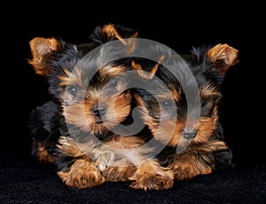 Two puppies of the Yorkshire Terrier on black