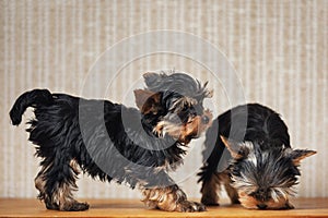 Two puppies Yorkshire terrier dog at home