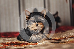 Two puppies Yorkshire terrier dog at home