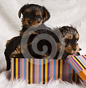 Two puppies Yorkshire terrier in a gift box