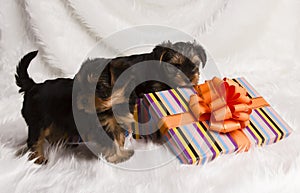 Two puppies Yorkshire terrier in a gift box