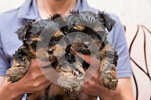 two puppies Yorkshire Terrier on hand