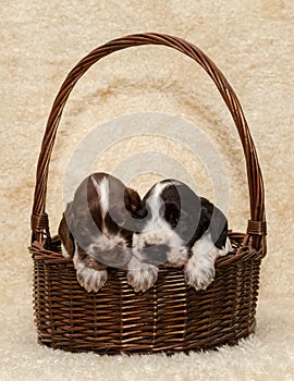 Two puppy of brown English Cocker Spaniel dog