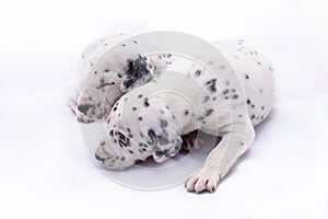 Two puppy dogs of the Dalmata breed on white background.