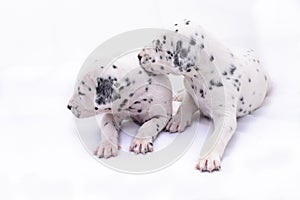 Two puppy dogs of the Dalmata breed on white background.