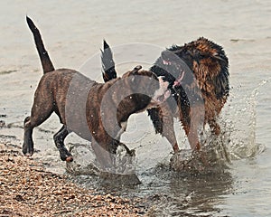 Two puppy fight hard