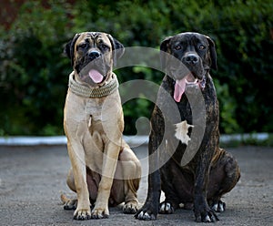 Two puppy of Italian Cane Corso sit
