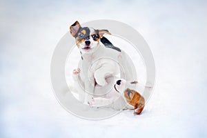 Two puppy Jack russel terrier playing