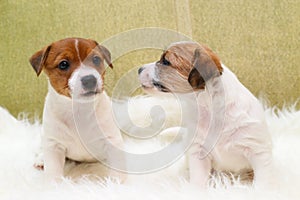 Two puppy jack russell terrier