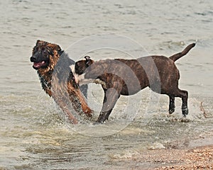 Two puppy male fight hard