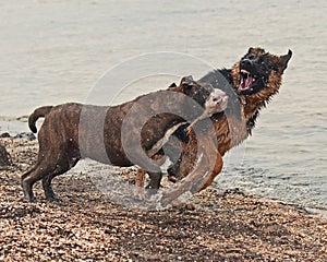 Two puppy play and fight on beach