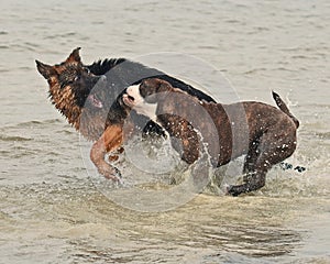 Two puppy play very hard