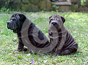 Two puppy sharpei brother