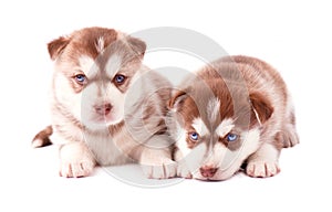 Two puppy of siberian husky, brown color, isolated on white background