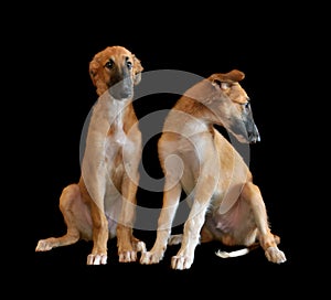 Two puppys of Russian borzoi