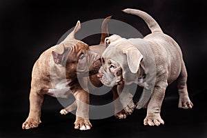 Two pups of American bully purple and brown with uncut ears.