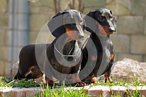 Two purebred dogs, a German smooth-haired Dachshund looking