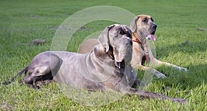 Two purebred Great Danes that are lying on green grass photo