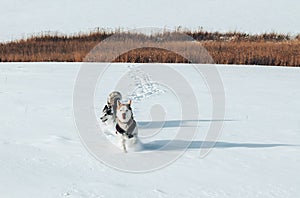 Two purebred huskies running in the snow, dogs in natural habitat, dog riding