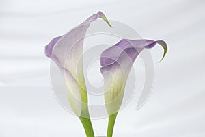 Two purple calla lily flowers isolated on white
