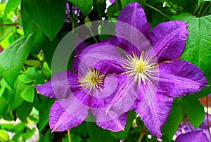 Two purple clematis flowers close-up