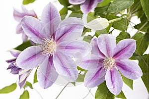 Two purple clematis flowers