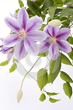 Two purple clematis flowers