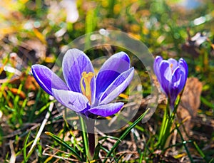 Two purple crocus flowers backlit by the sun.