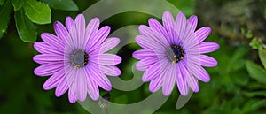 Two purple daisies