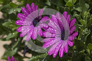 Two purple dimorphic flowers with drops