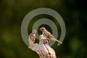 Two Purple Finches