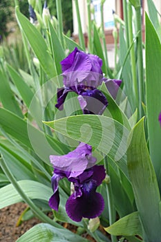 Two purple flowers of Iris germanica in May