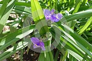 Two purple flowers of Tradescantia virginiana