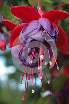 Two purple hanging Fuchsia flowers