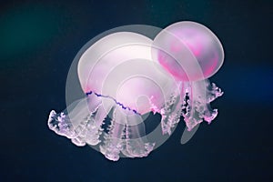 Two purple jellyfish rhizostoma pulmo underwater photo