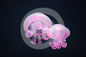 Two purple jellyfish rhizostoma pulmo underwater