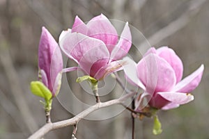 Two purple magnolia flowers on the background of gray branches
