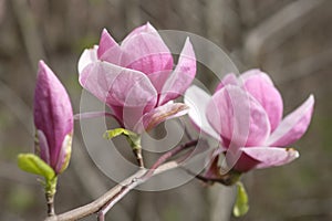 Two purple magnolia flowers on the background of gray branches