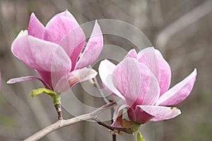 Two purple magnolia flowers on the background of gray branches