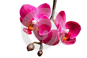 Two purple orchids with buds on small branch