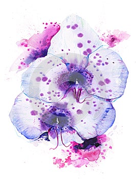 Two purple orchids. Hand drawn watercolor illustration