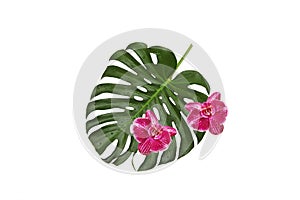 Two purple orchids lie on a green leaf , a natural monstera with water drops on a white background