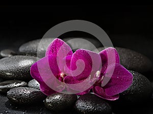 Two purple orchids on wet black stones.