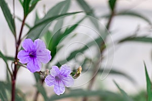 Two purple Ruellia simplex flowers horizontal background