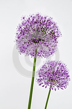 Allium hollandicum