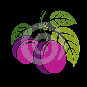 Two purple simple vector plums with green leaves, ripe sweet fruits illustration. Healthy and organic food, harvest season symbol.