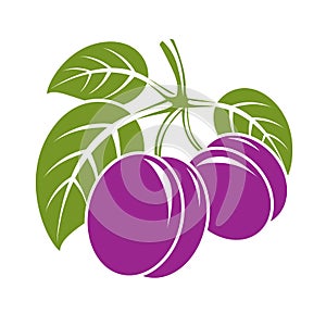 Two purple simple vector plums with green leaves, ripe sweet fruits illustration. Healthy and organic food, harvest season symbol.